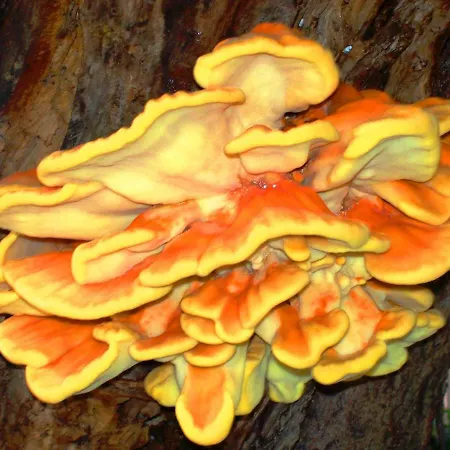 La Casa Del Gelso Bed & Breakfast Acquafredda