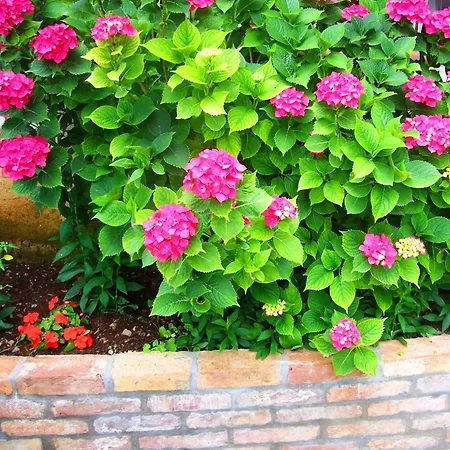 La Casa Del Gelso Bed & Breakfast 3*