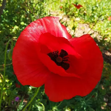 Oda ve Kahvaltı La Casa Del Gelso 3*