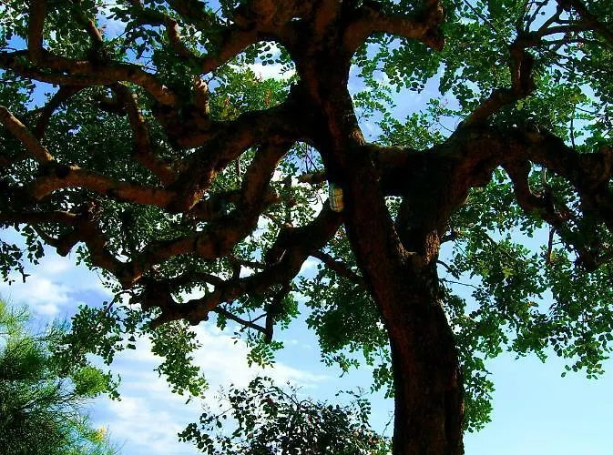 La Casa Del Gelso 3* Acquafredda