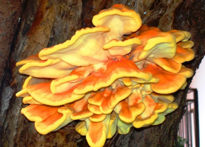 La Casa Del Gelso Bed & Breakfast Acquafredda