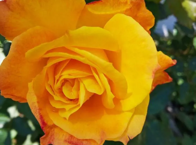 La Casa Del Gelso לינה וארוחת בוקר אקוואפרדה