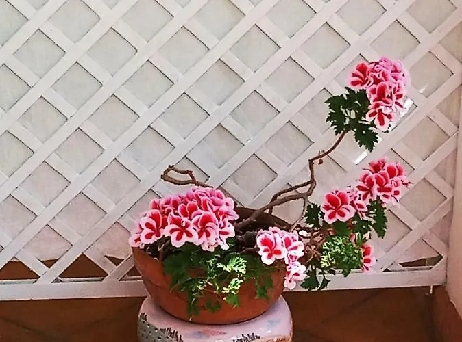 La Casa Del Gelso 3*